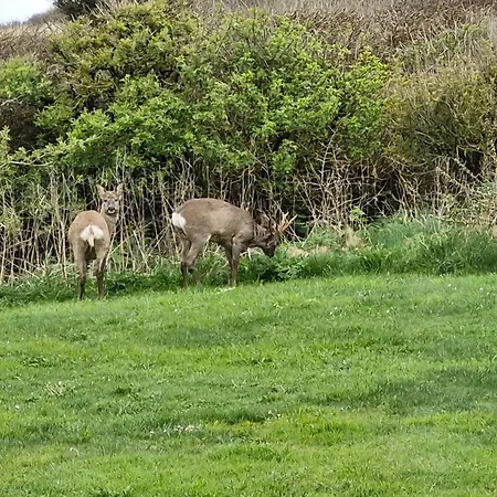 Sea View And Nature In Beautiful * Lønstrup